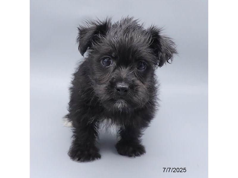 Morkie – 21481