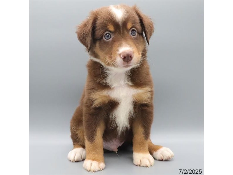 Miniature American Shepherd – 21485