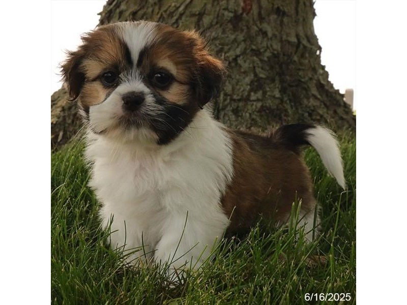 Shih Tzu – 21486