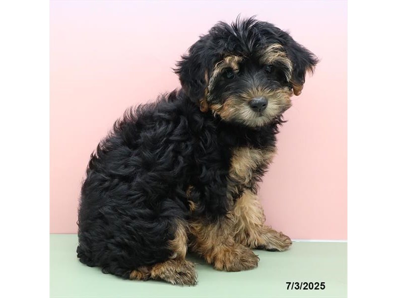 Yorkiepoo – 21487