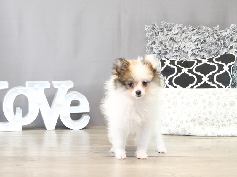 Pomeranian – 21488