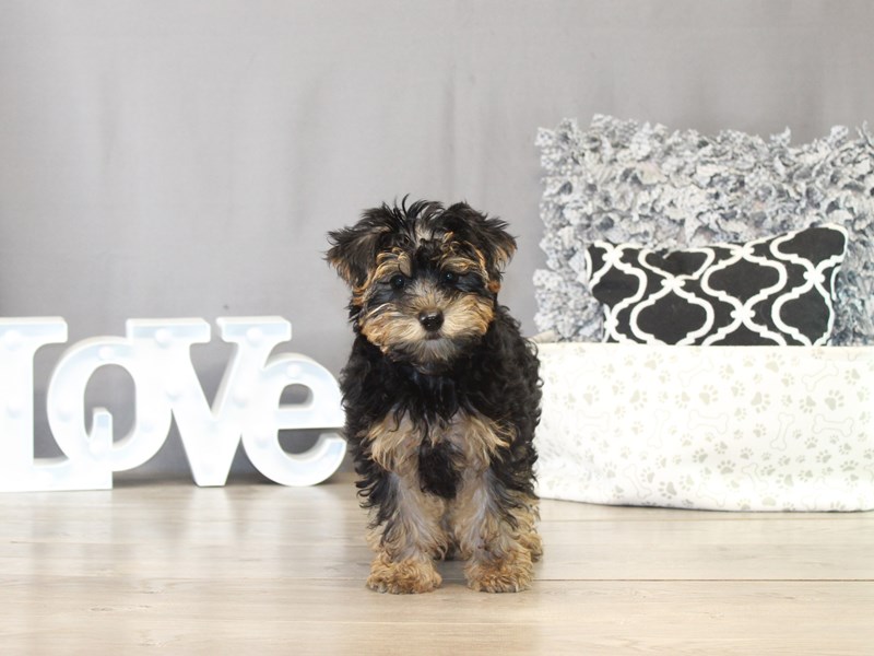 Yorkiepoo – 21487