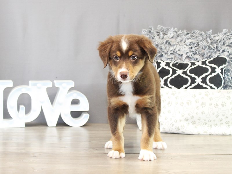 Miniature American Shepherd – 21485