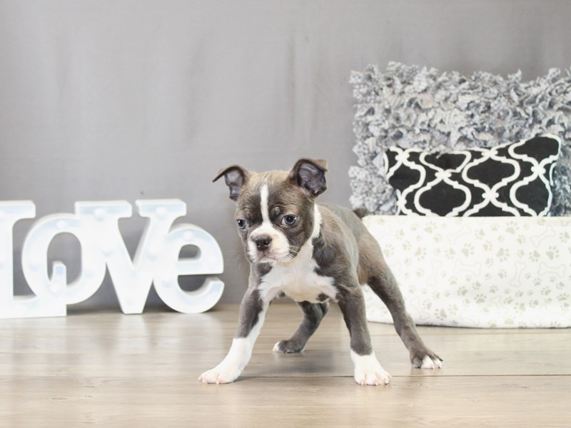 Boston Terrier – 21484