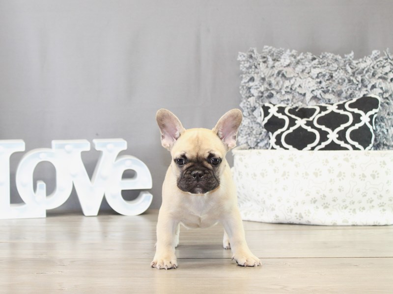 French Bulldog – 21483