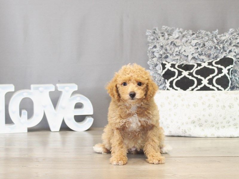 Poodle – 21482