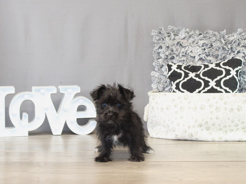 Morkie – 21481