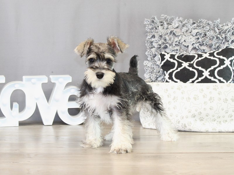 Miniature Schnauzer – 21480