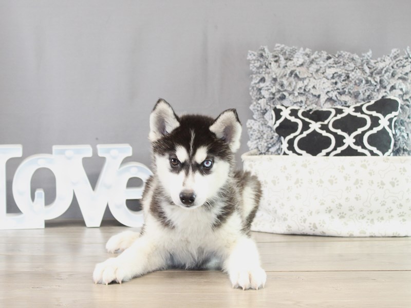 Siberian Husky – 21479