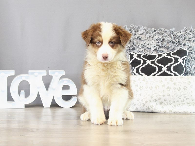Australian Shepherd – 21476