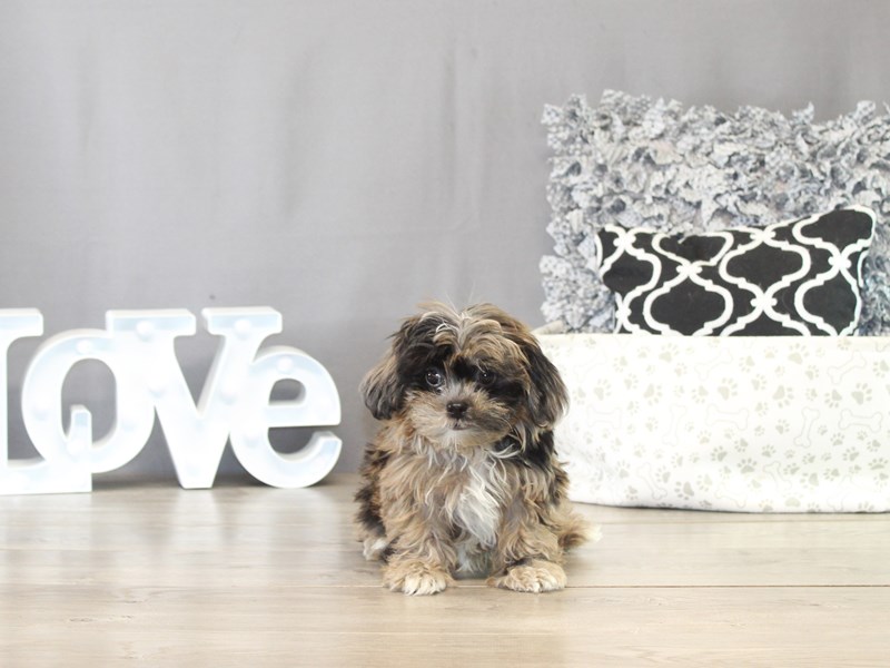 Shihpoo – 21473