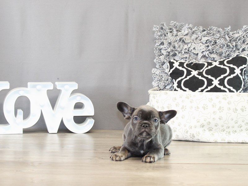 French Bulldog – 21470