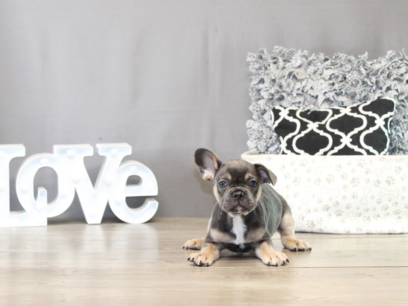 French Bulldog – 21471