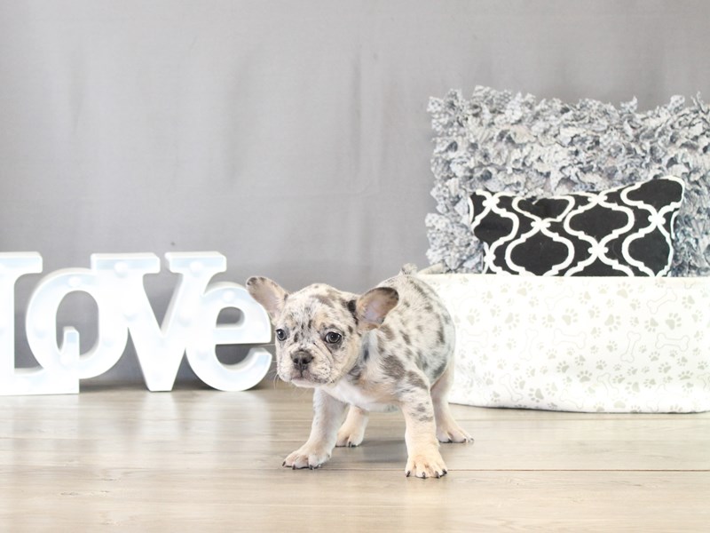 French Bulldog – 21472