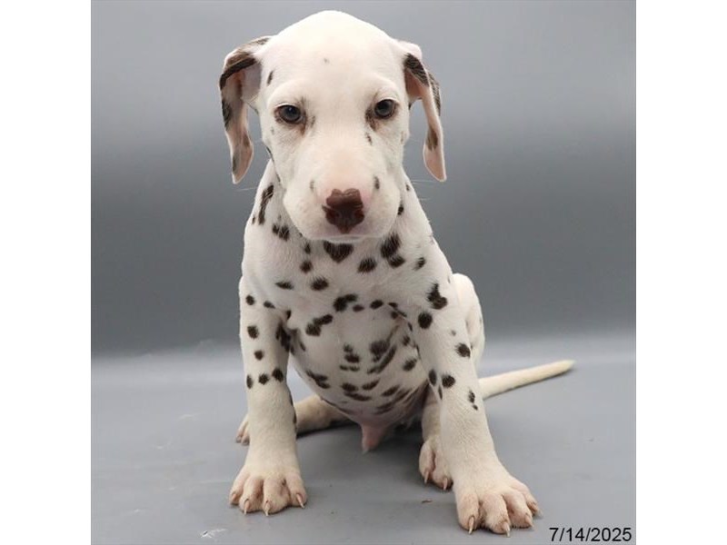 Dalmatian – 21490