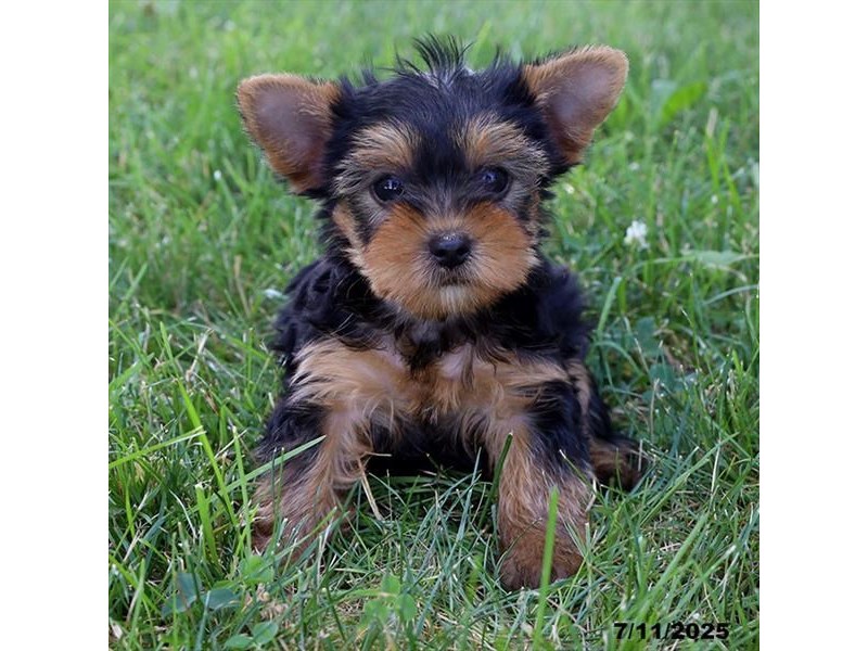 Yorkshire Terrier – 21491