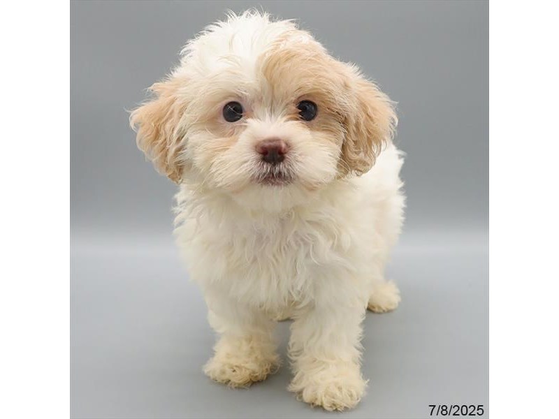 ShizaPoo – 21492