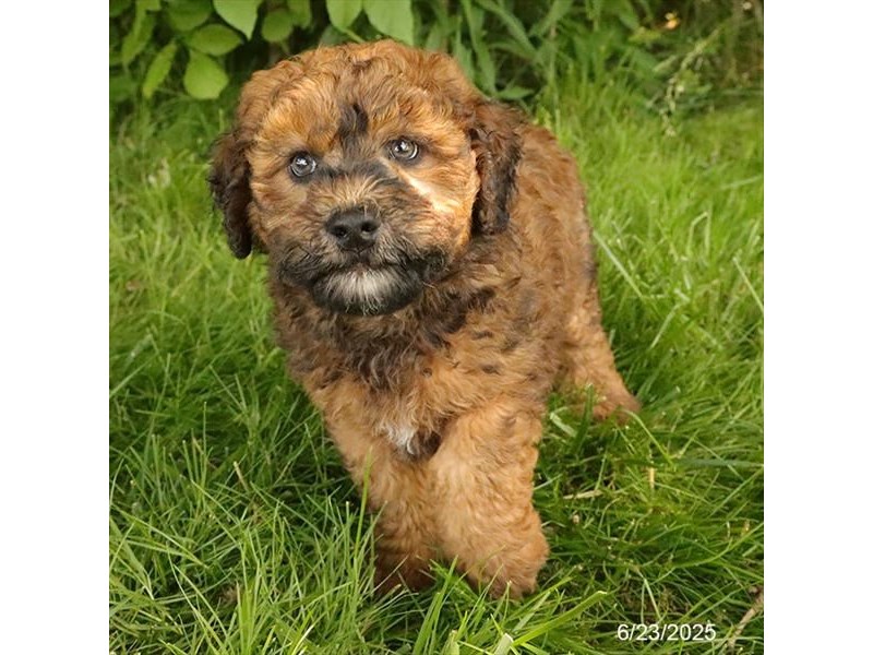 Whoodle – 21493