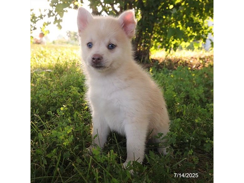 Pomsky 2nd Gen – 21494