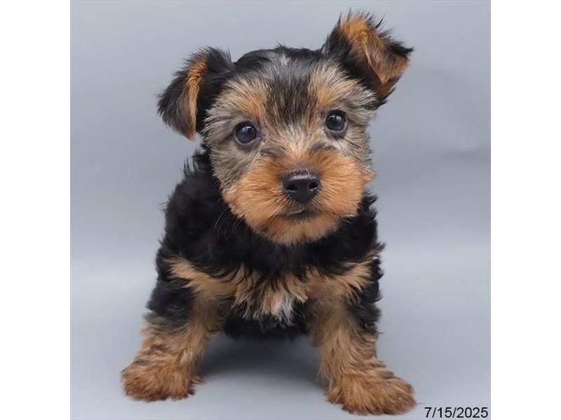 Yorkshire Terrier – 21496