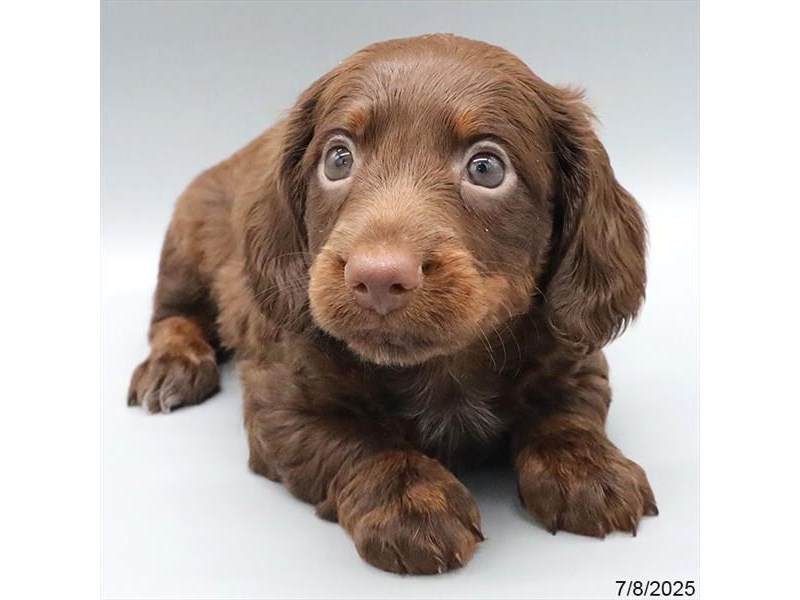 Dachshund – 21497