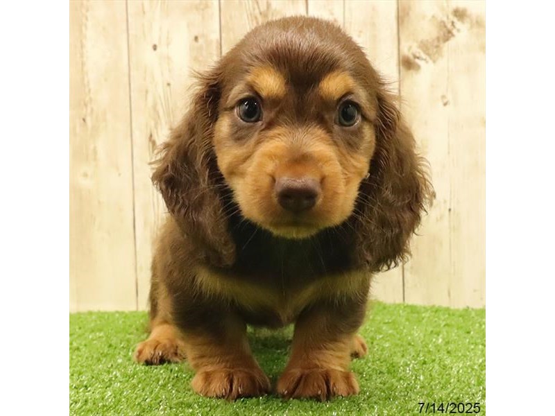 Dachshund – 21498