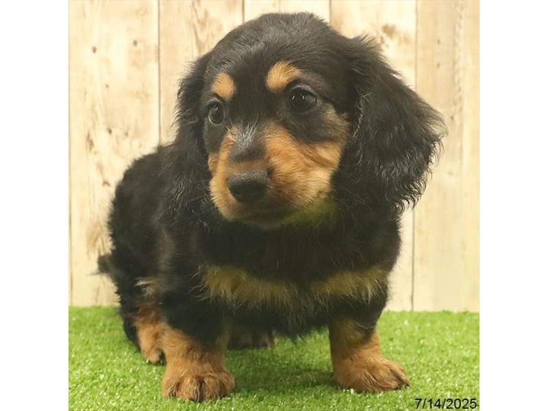 Dachshund – 21499