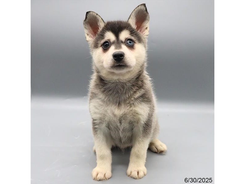 Alaskan Klee Kai – 21500