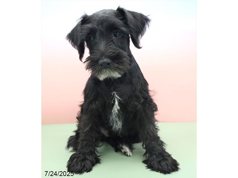 Miniature Schnauzer – 21501