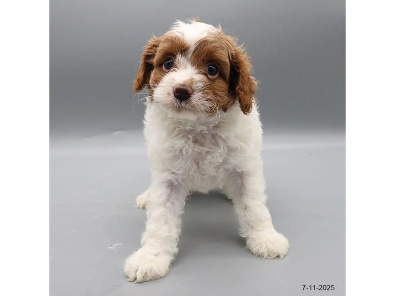 Cavapoo – 21502