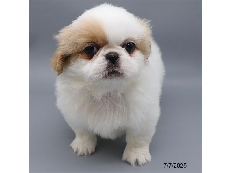 Pekingese – 21504