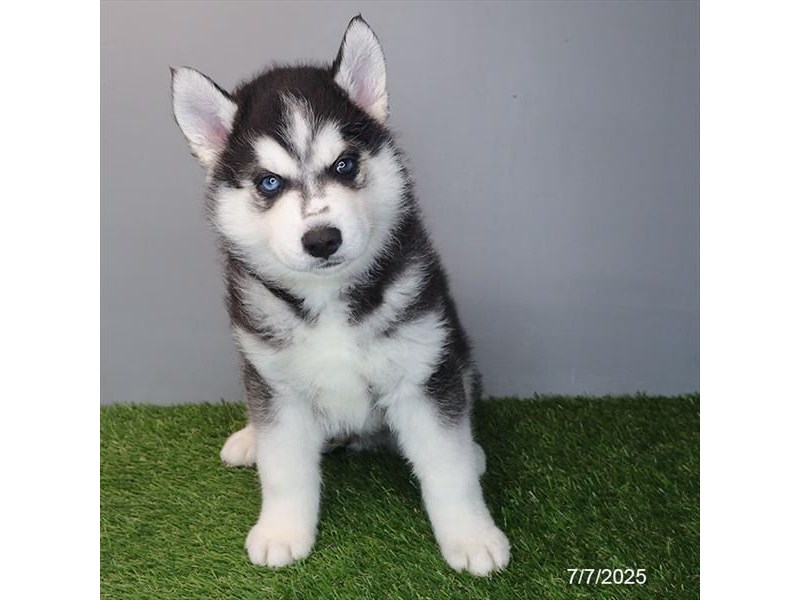Siberian Husky – 21505