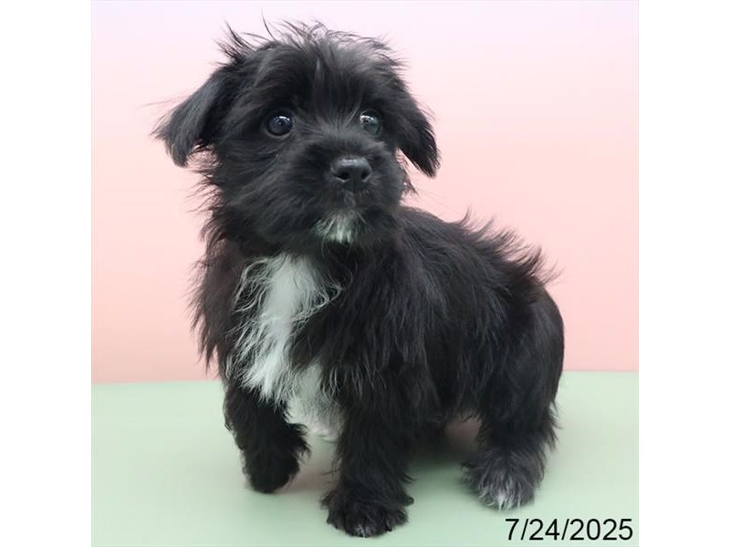 Morkie – 21506