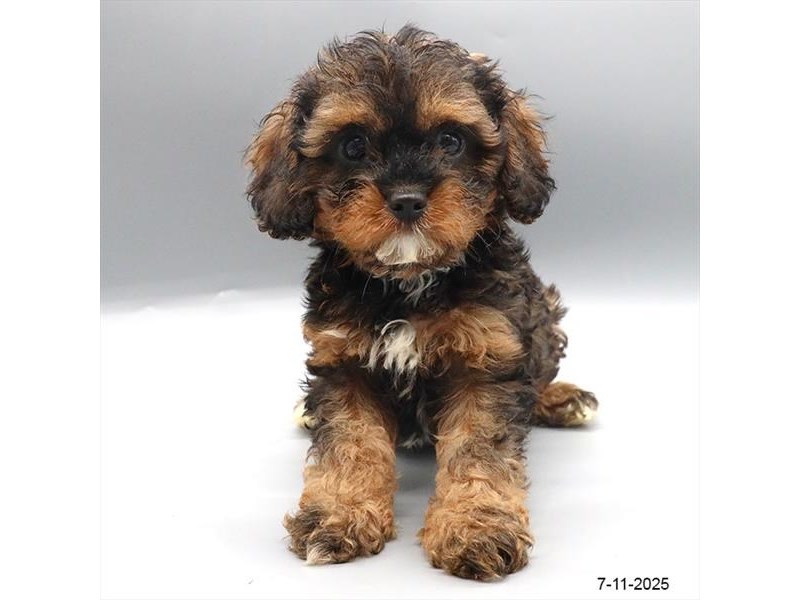 Cavapoo – 21507