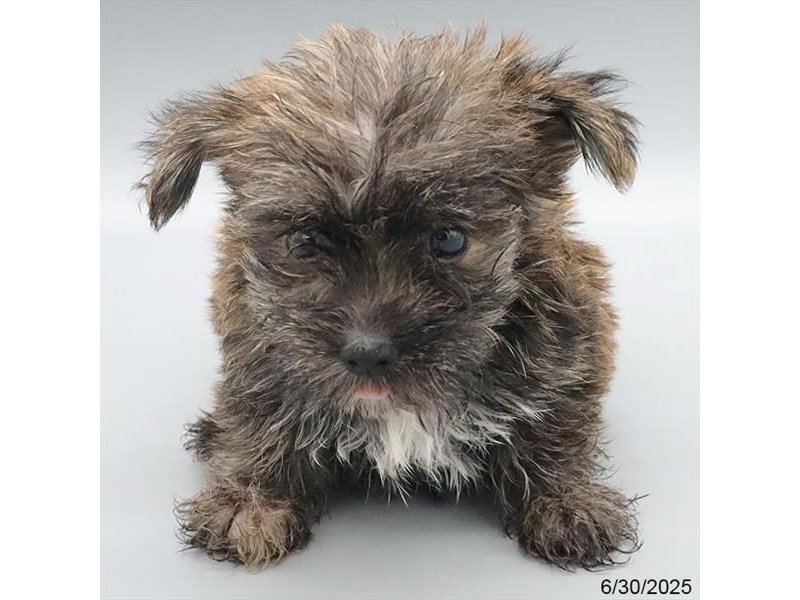 Morkie – 21508