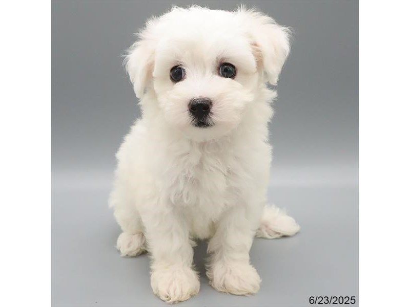 Maltese – 21509