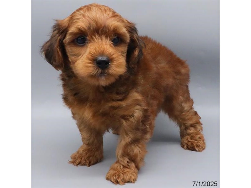 Yorkiepoo – 21510