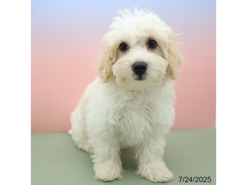 Maltipoo – 21511