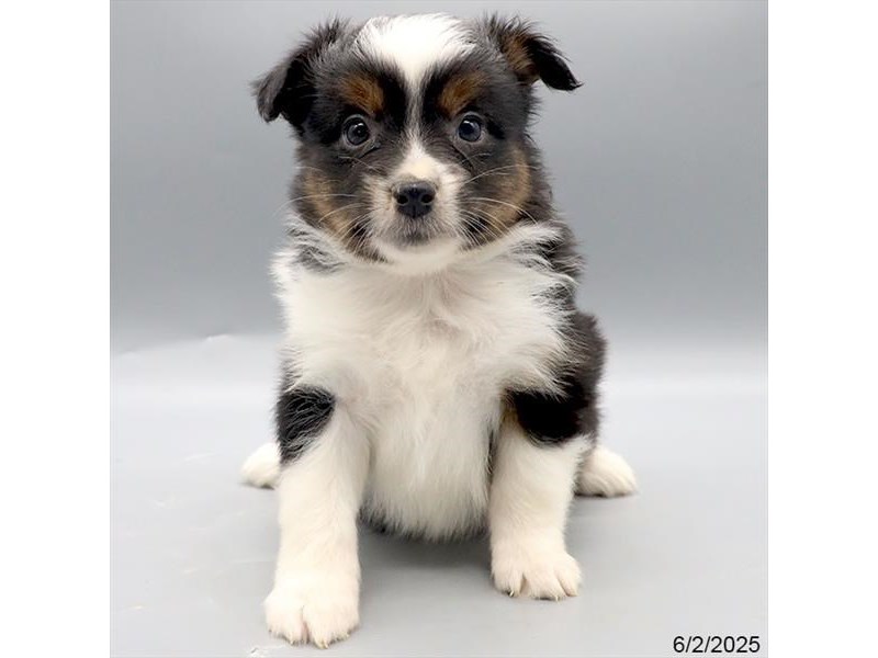 Miniature American Shepherd – 21512