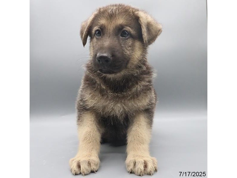German Shepherd Dog – 21513
