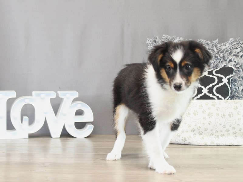 Miniature American Shepherd – 21512