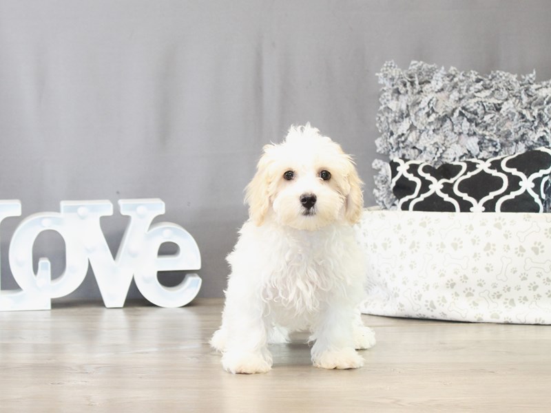 Maltipoo – 21511