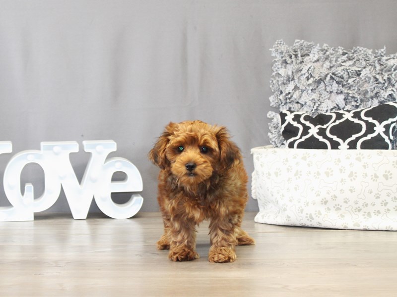 Yorkiepoo – 21510