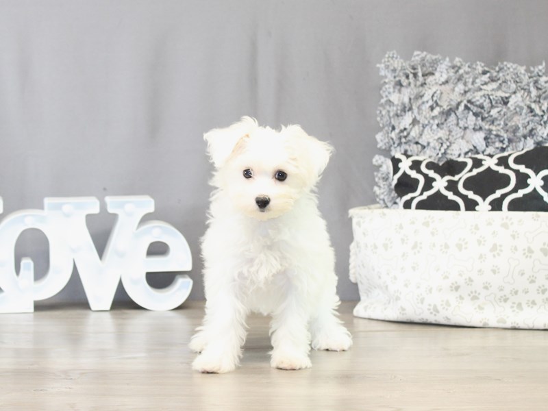 Maltese – 21509