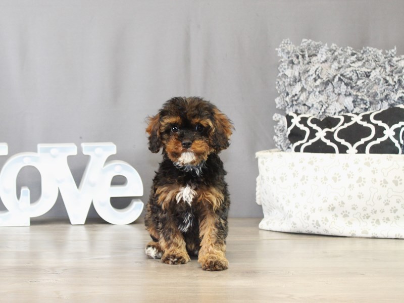 Cavapoo – 21507