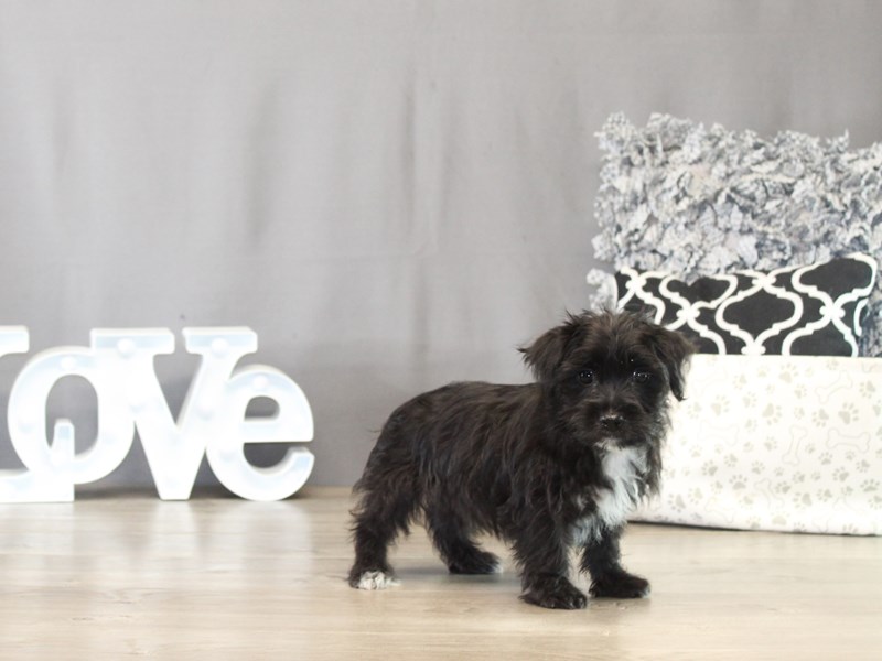 Morkie – 21506