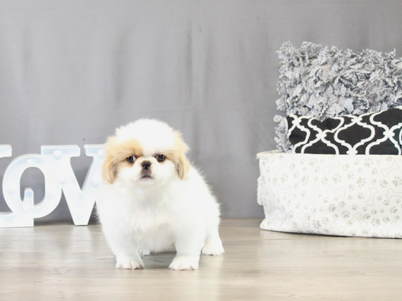 Pekingese – 21504