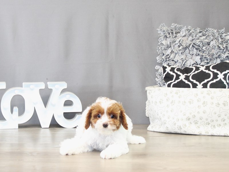 Cavapoo – 21502