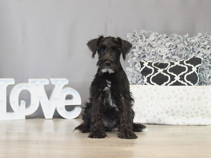 Miniature Schnauzer – 21501