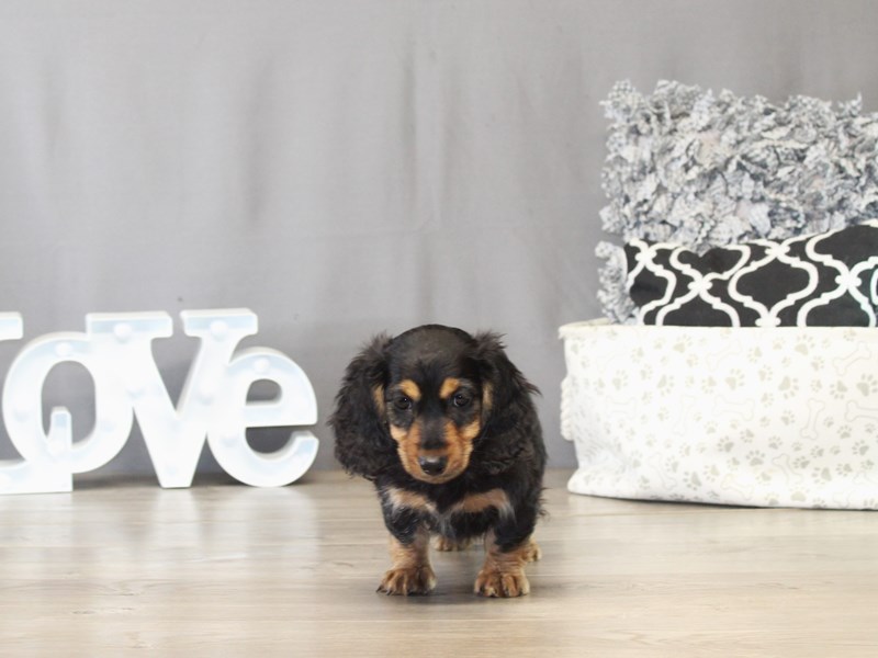 Dachshund – 21499